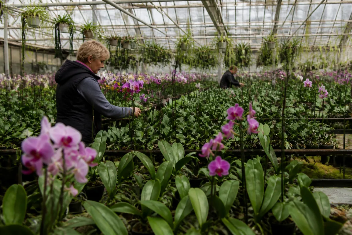 An orchid nursery greenhouse in Slovakia where a student works a side job while studying at university